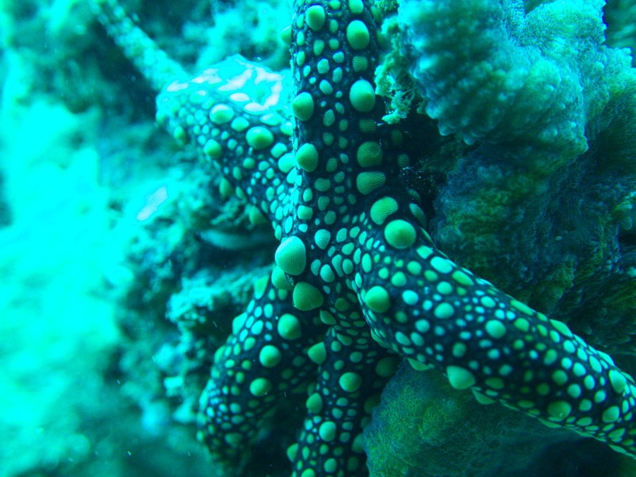 Étoile de mer
