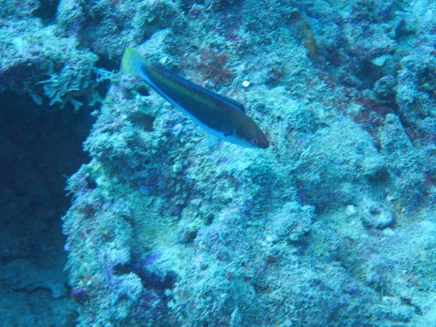 Cirrhilabrus punctatus