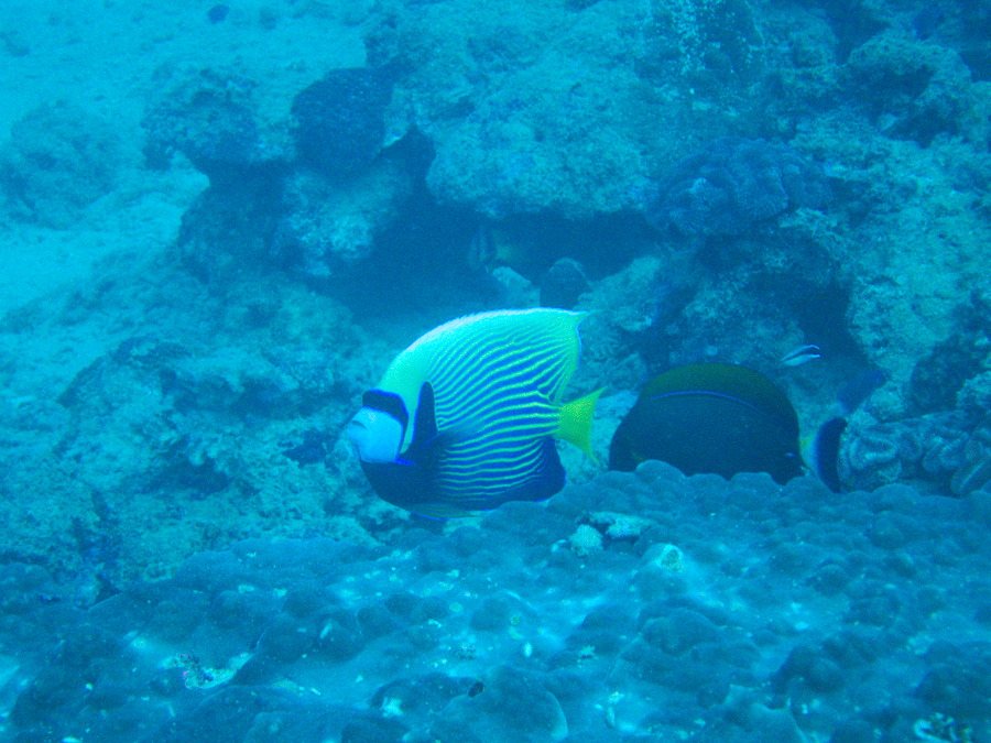 Pomacanthus imperator