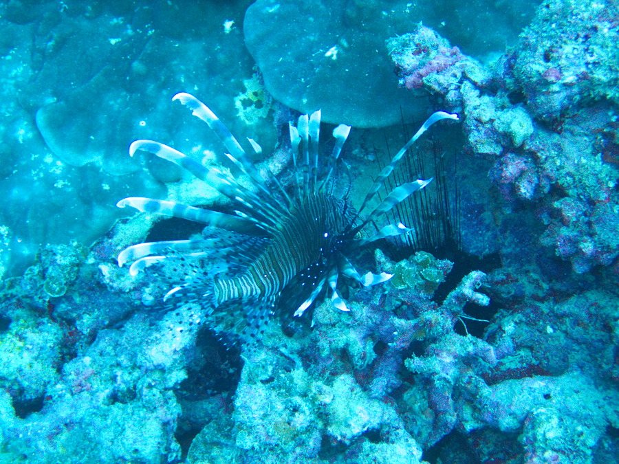 Poisson-scorpion
