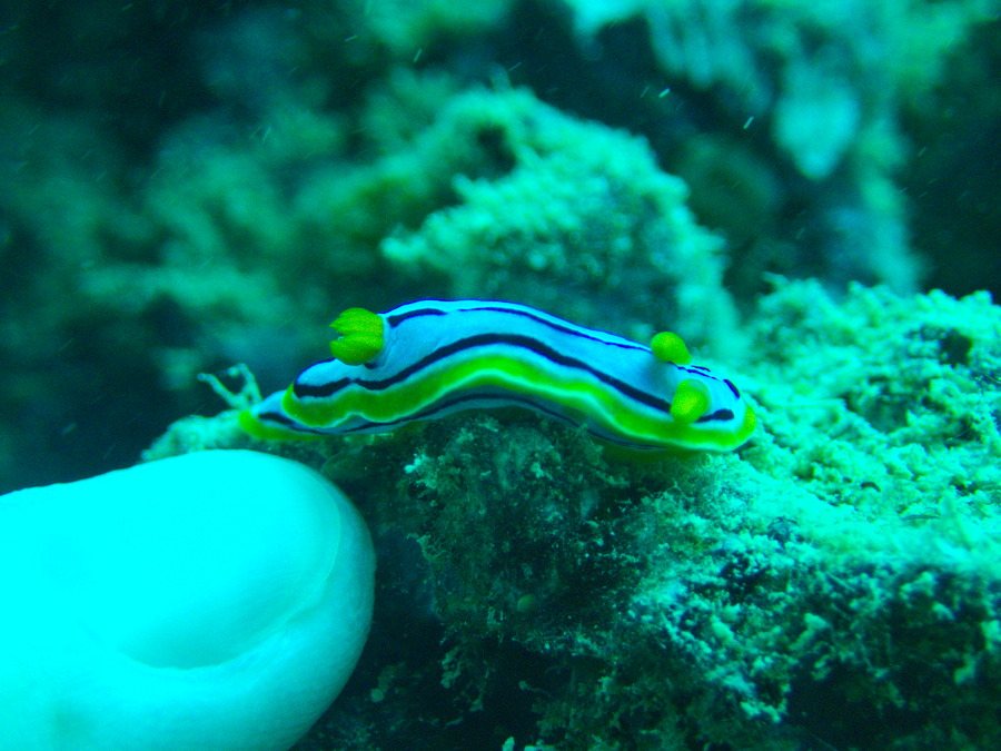 Chromodoris elisabethina