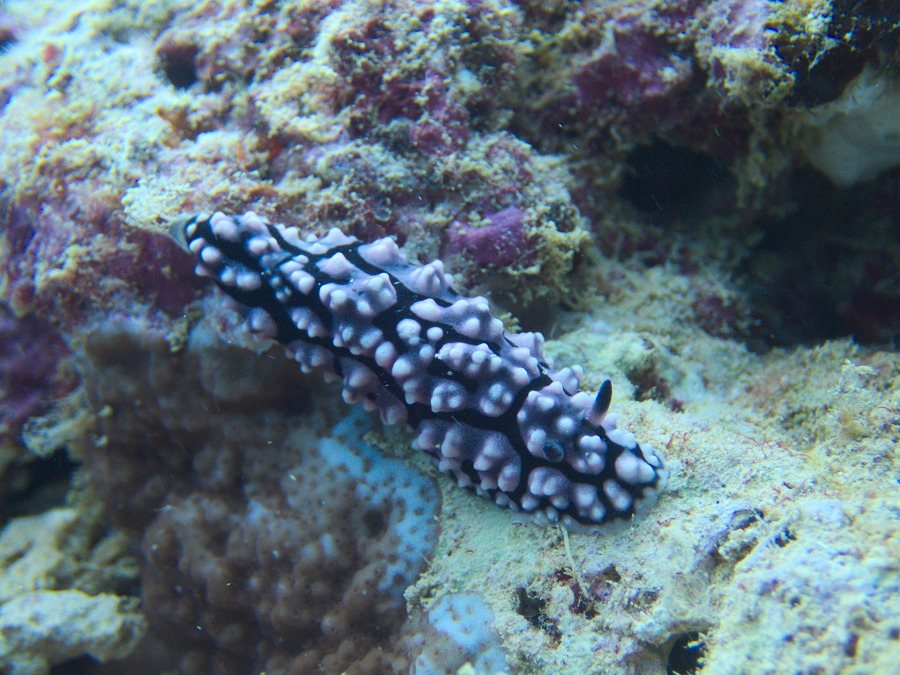 Mollusques