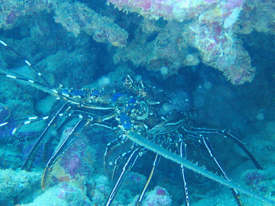 Langouste