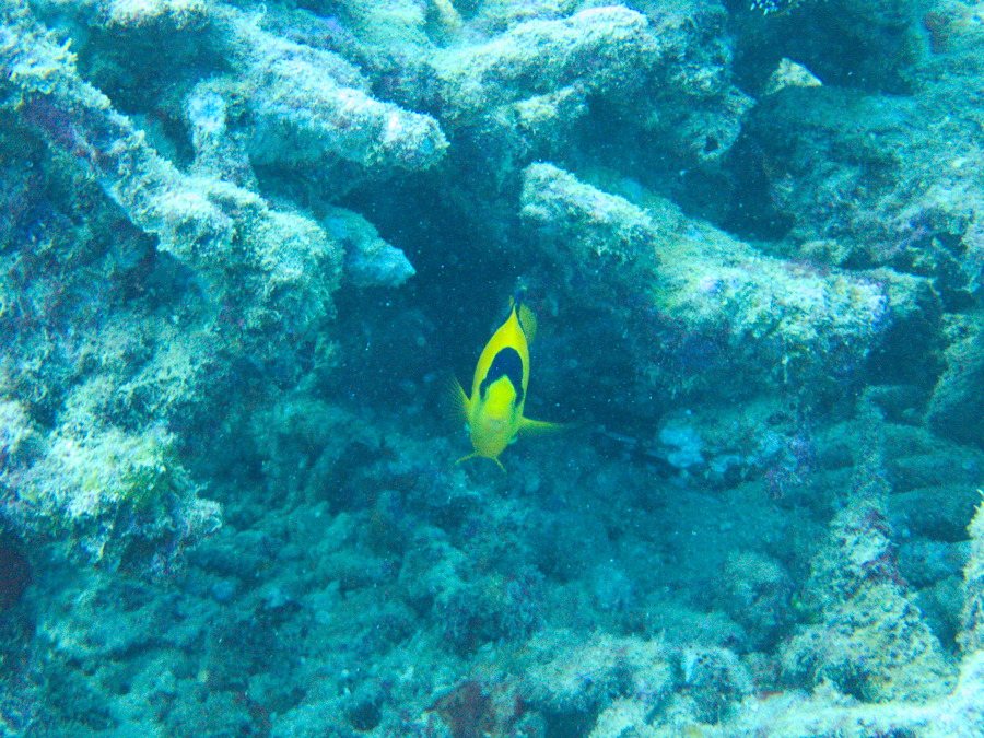 Centropyge bicolor