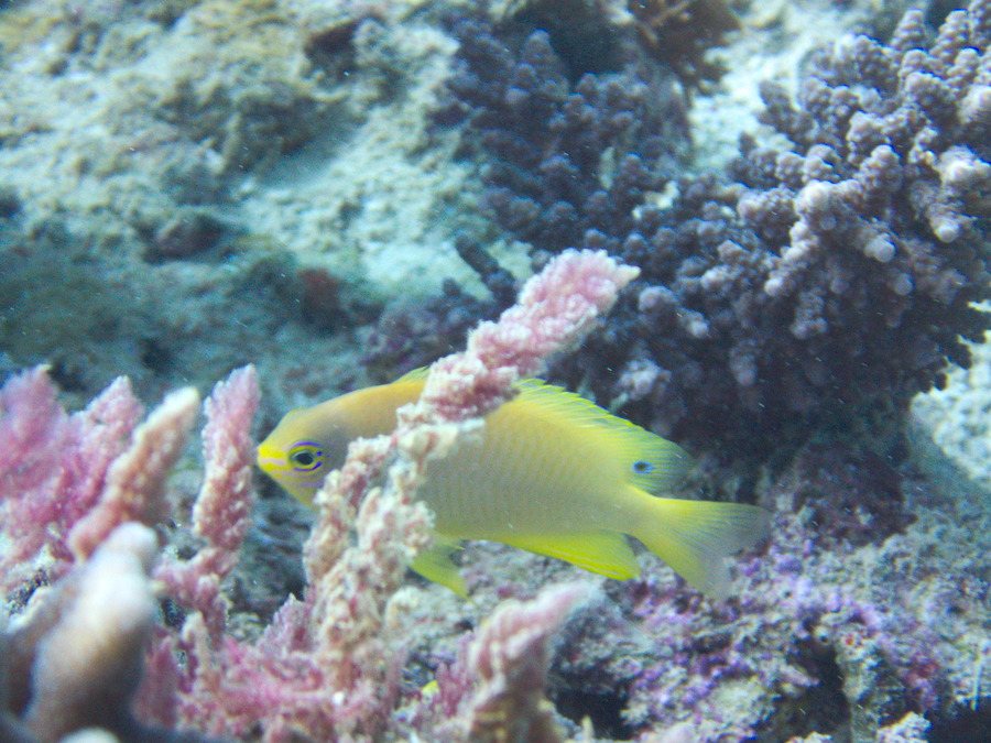 Pomacentrus amboinensis