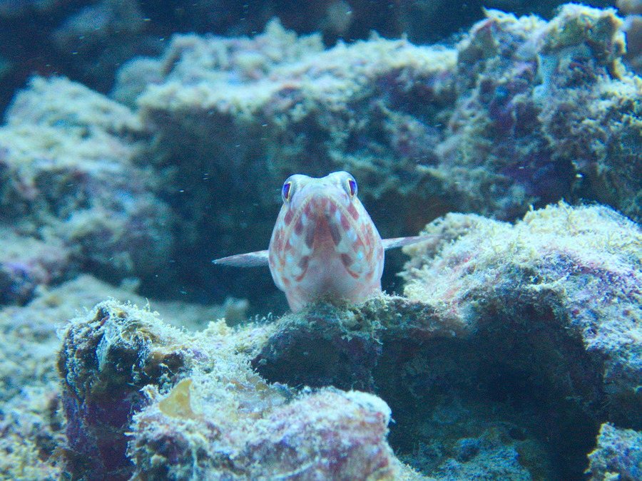 Synodus binotatus