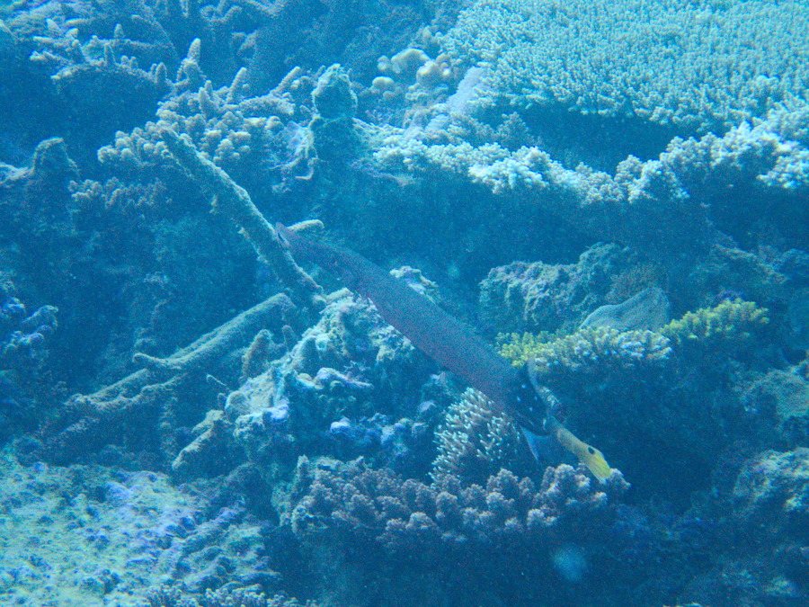 Aulostomus chinensis
