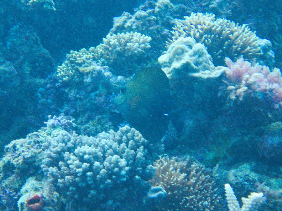 Zebrasoma scopas