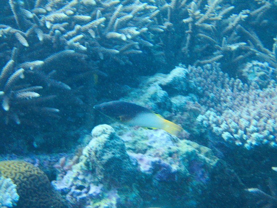 Bodianus axillaris