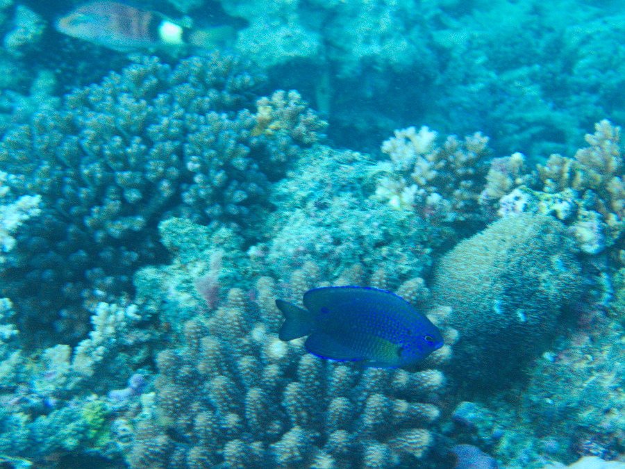 Pomacentrus vaiuli