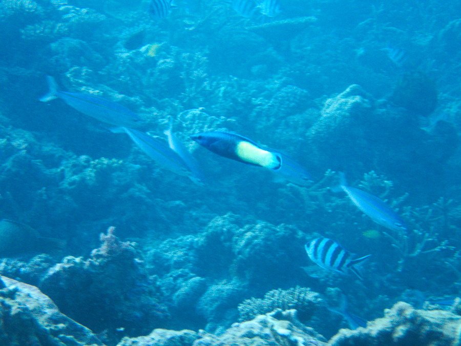 Labroides bicolor