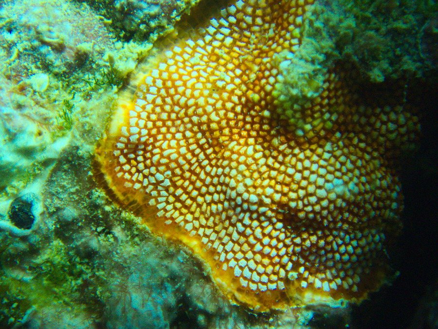 Alcyionidium sp.