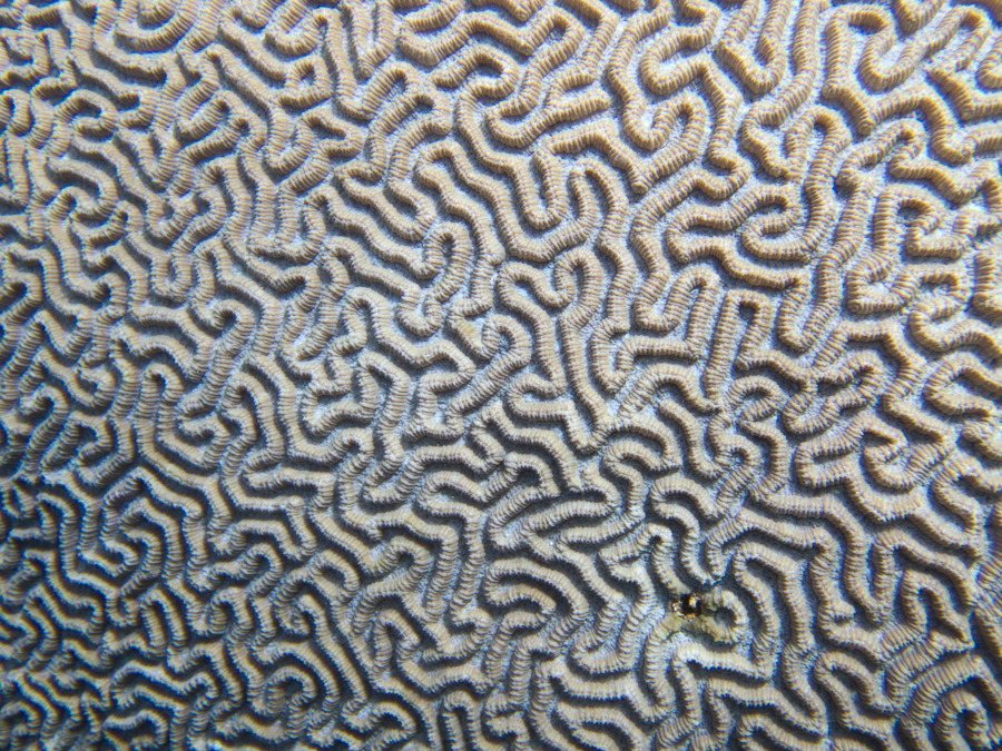 Corail dur