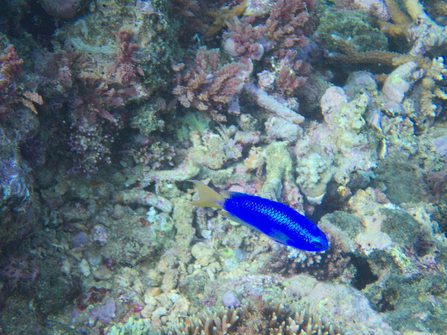 Pomacentrus coelestis