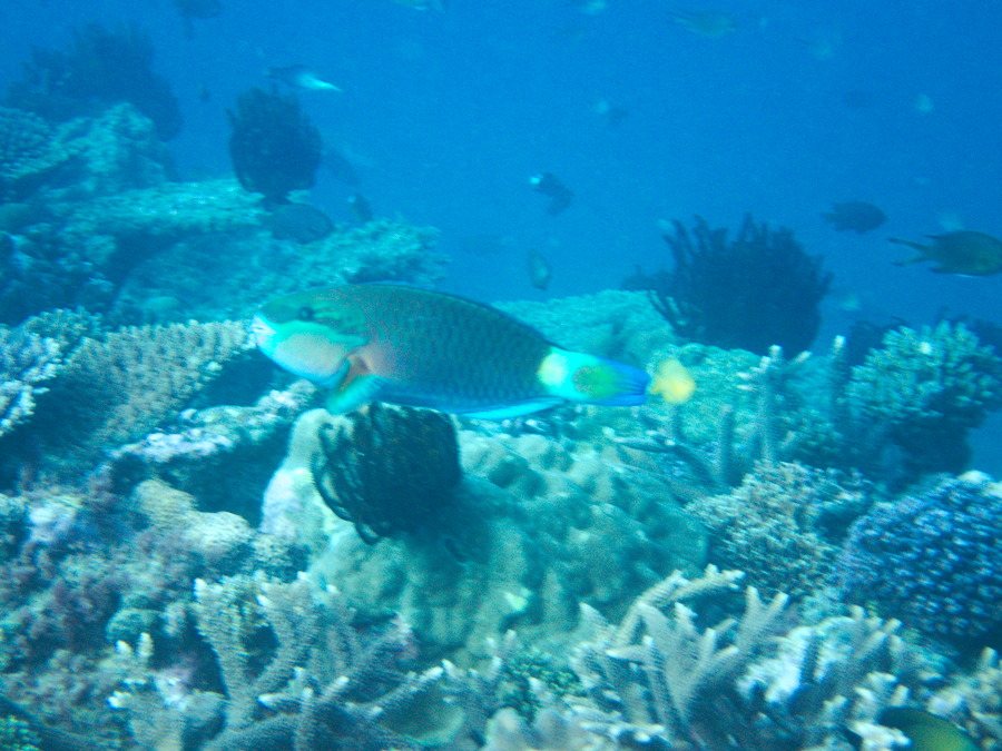 Poisson-perroquet