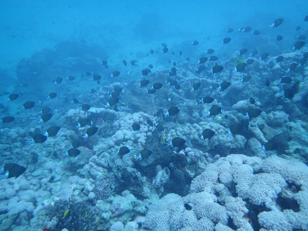 Chromis margaritifer