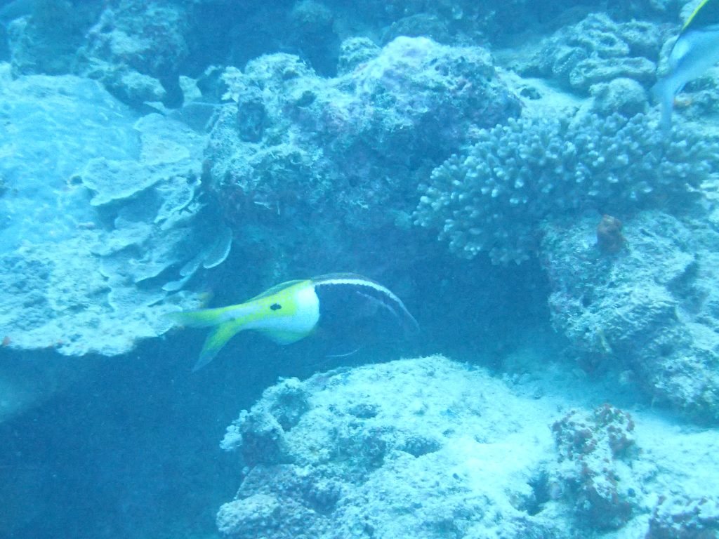 Parupeneus barberinoides