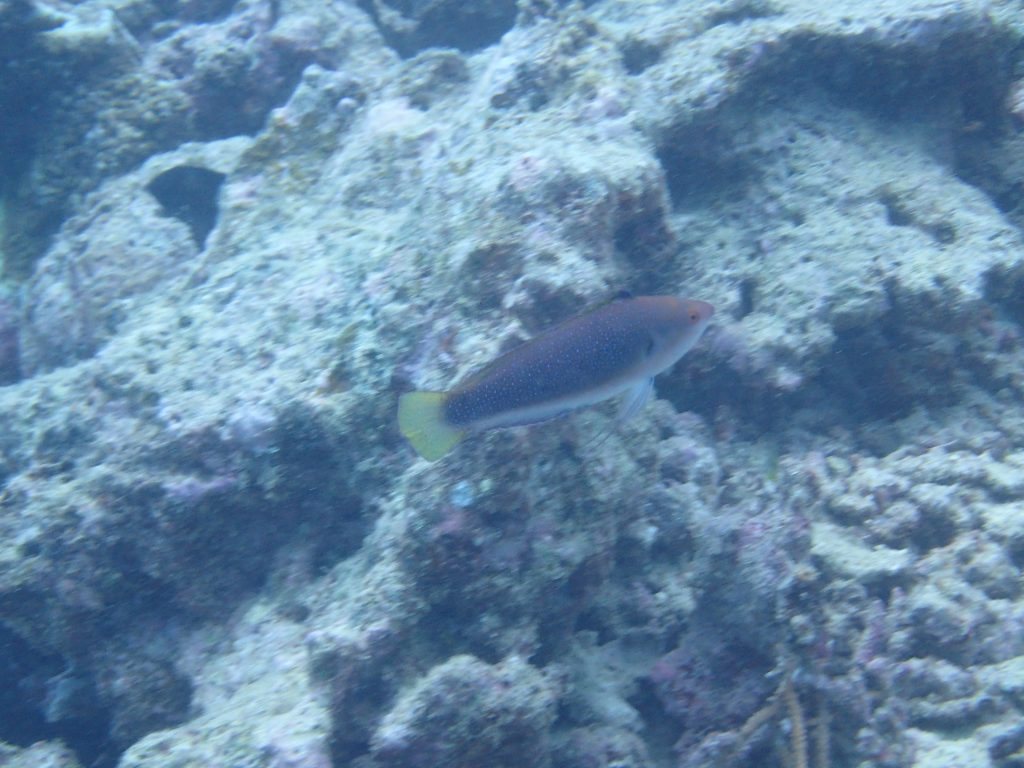Cirrhilabrus punctatus