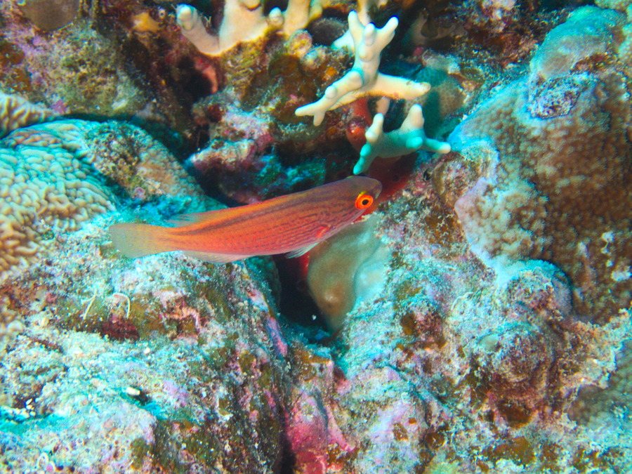 Cirrhilabrus lineatus