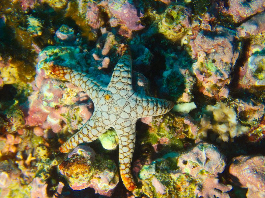 Fromia indica