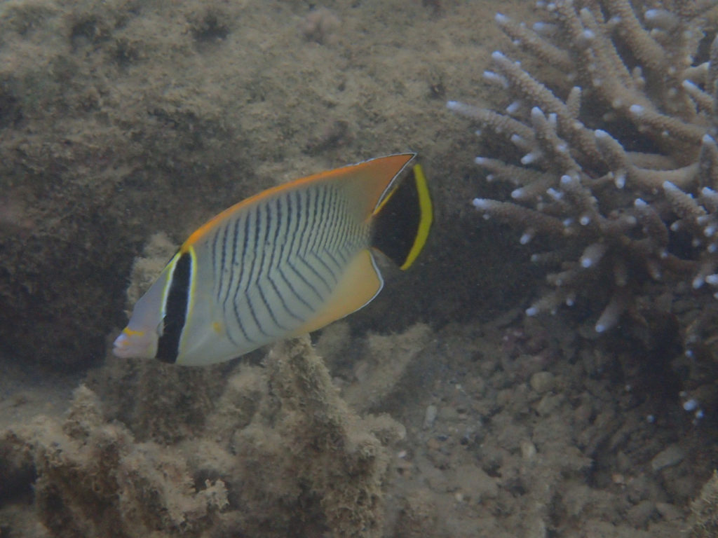 Chaetodon trifascialis