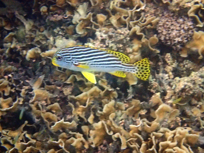 Plectorhinchus lineatus - Nouvelle-Calédonie, Nouméa, Baie des Citrons