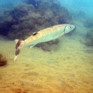 Poissons osseux » Barracouda » Sphyraena barracuda