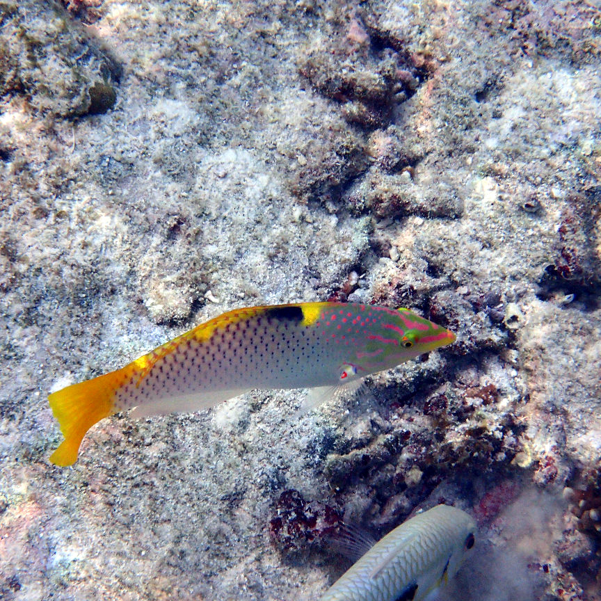 Halichoeres hortulanus - Nouvelle-Calédonie, Lifou, Baie de Jinek