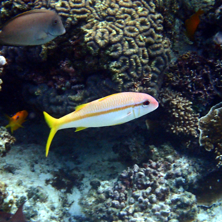 Mulloidichthys vanicolensis - Nouvelle-Calédonie, Lifou, Baie de Jinek