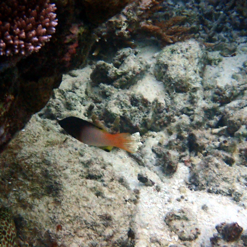 Poissons osseux