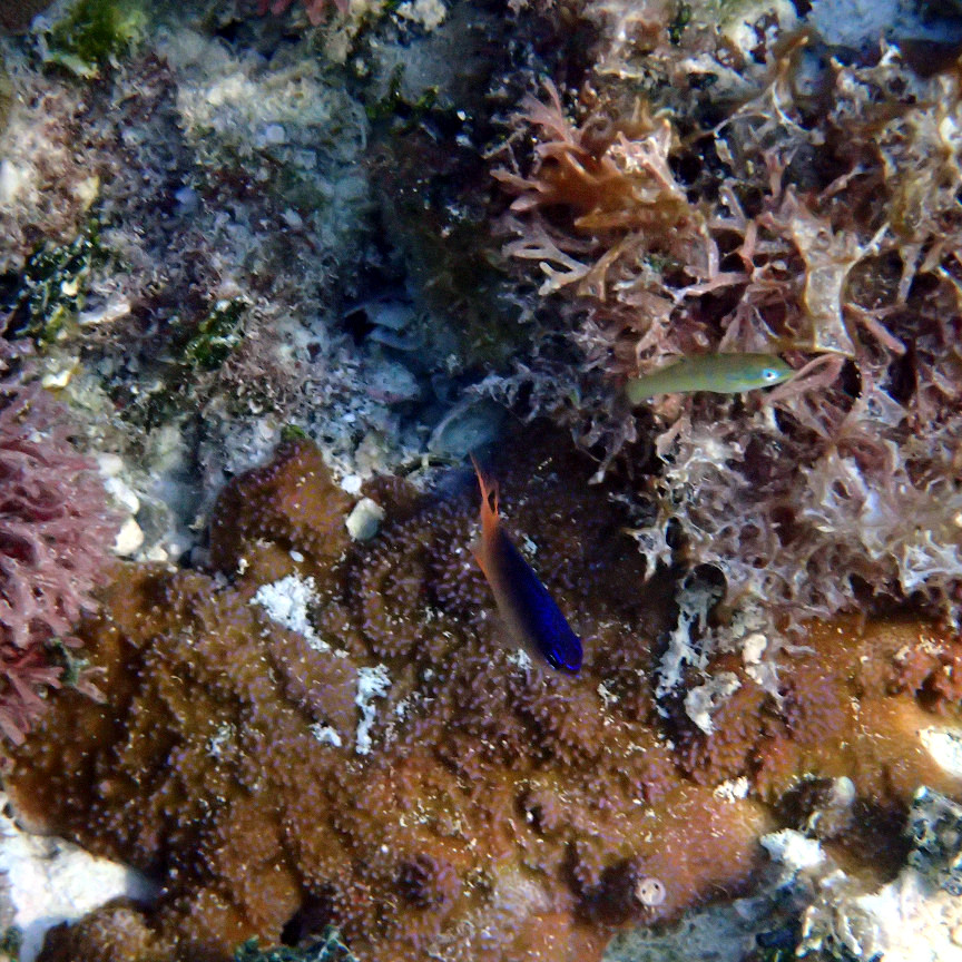 Poissons osseux
