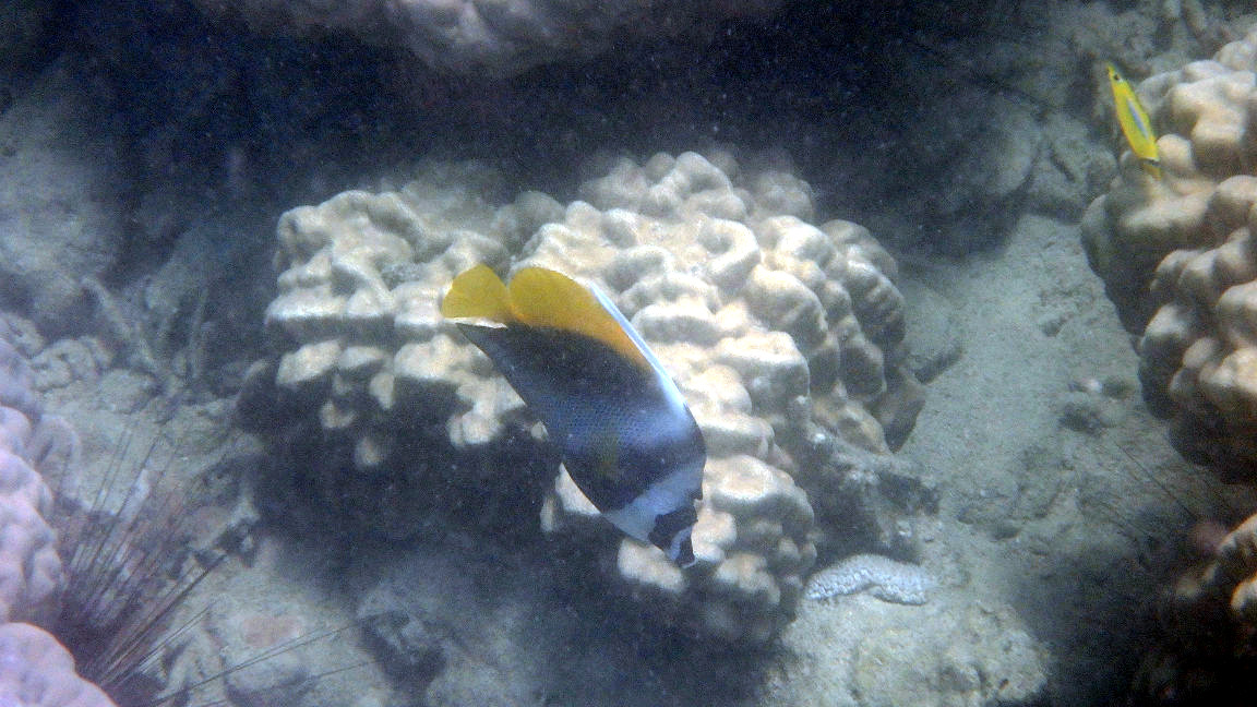 Heniochus singularius - Nouvelle-Calédonie, Nouméa, Baie des Citrons