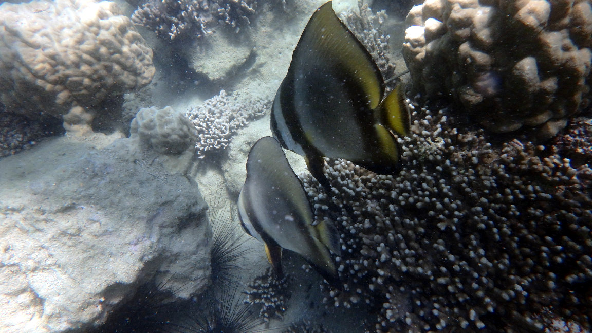Platax orbicularis - Nouvelle-Calédonie, Nouméa, Baie des Citrons