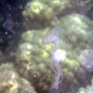 Cnidaires » Méduse