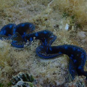 Mollusques » Bivalve » Bénitier