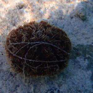 Échinodermes » Oursin » Tripneustes gratilla