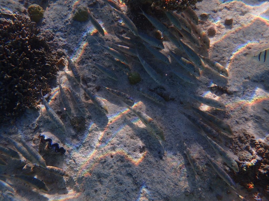 Poissons osseux