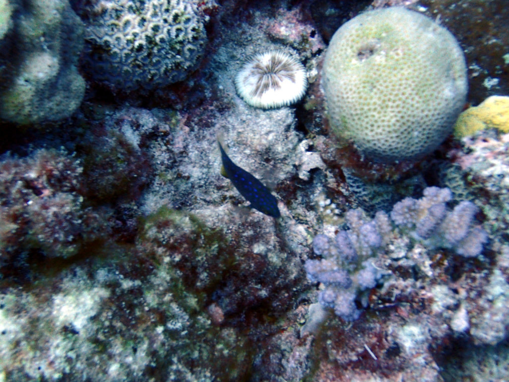 Poissons osseux