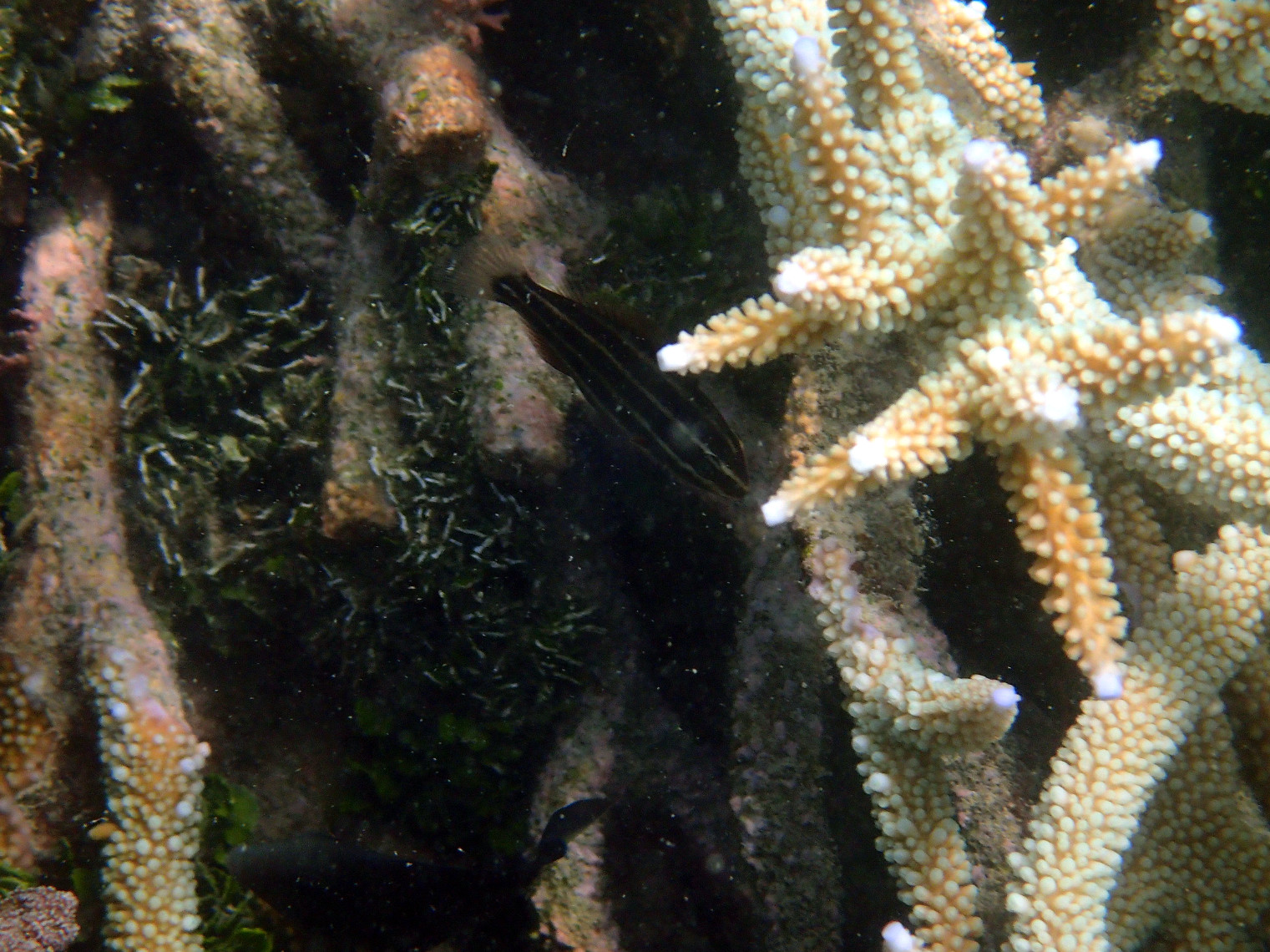 Poissons osseux