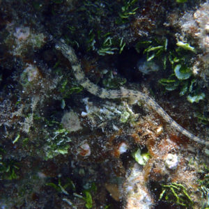 Poissons osseux » Poisson-pipe » Corythoichthys haematopterus