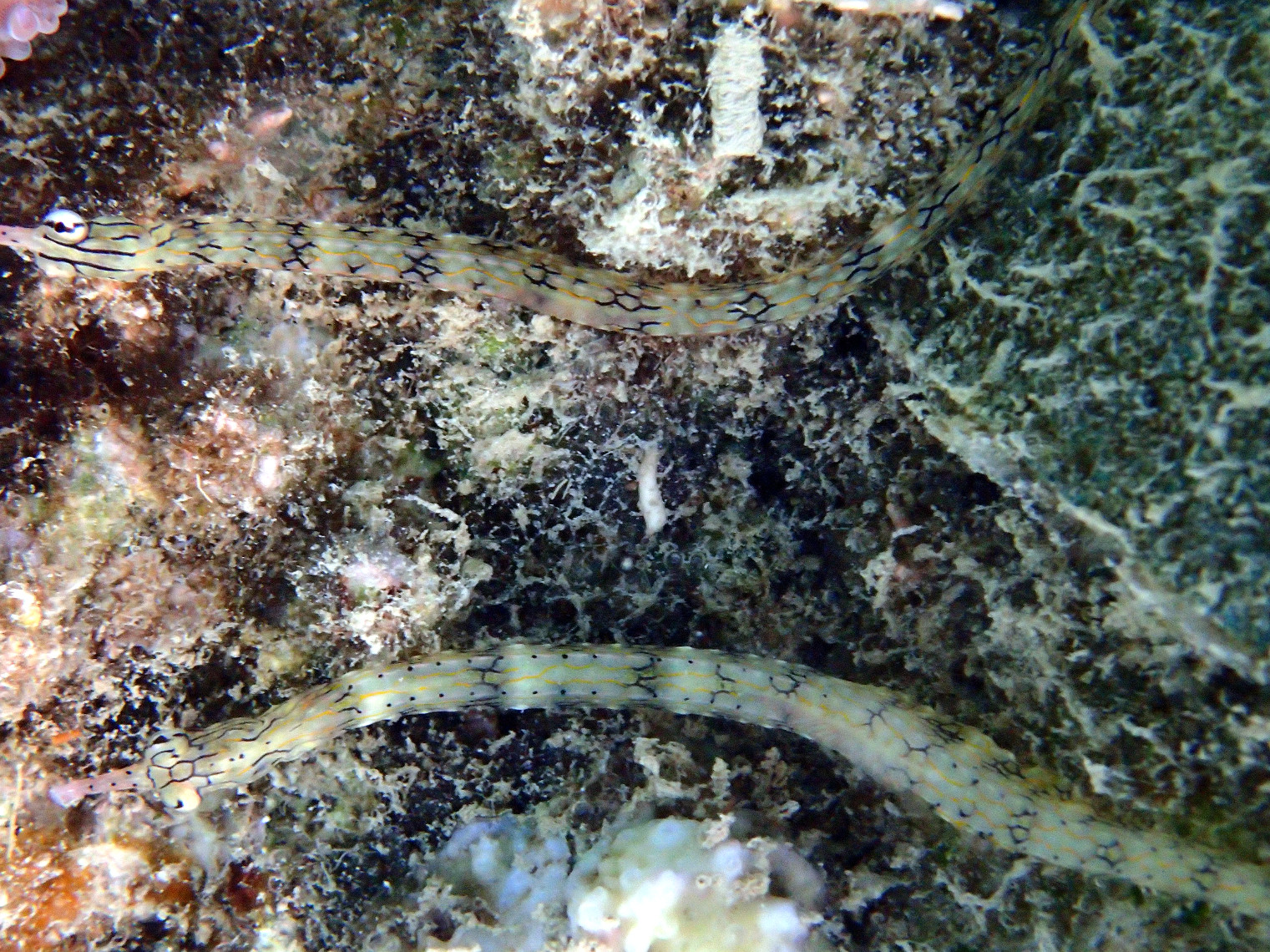 Corythoichthys haematopterus