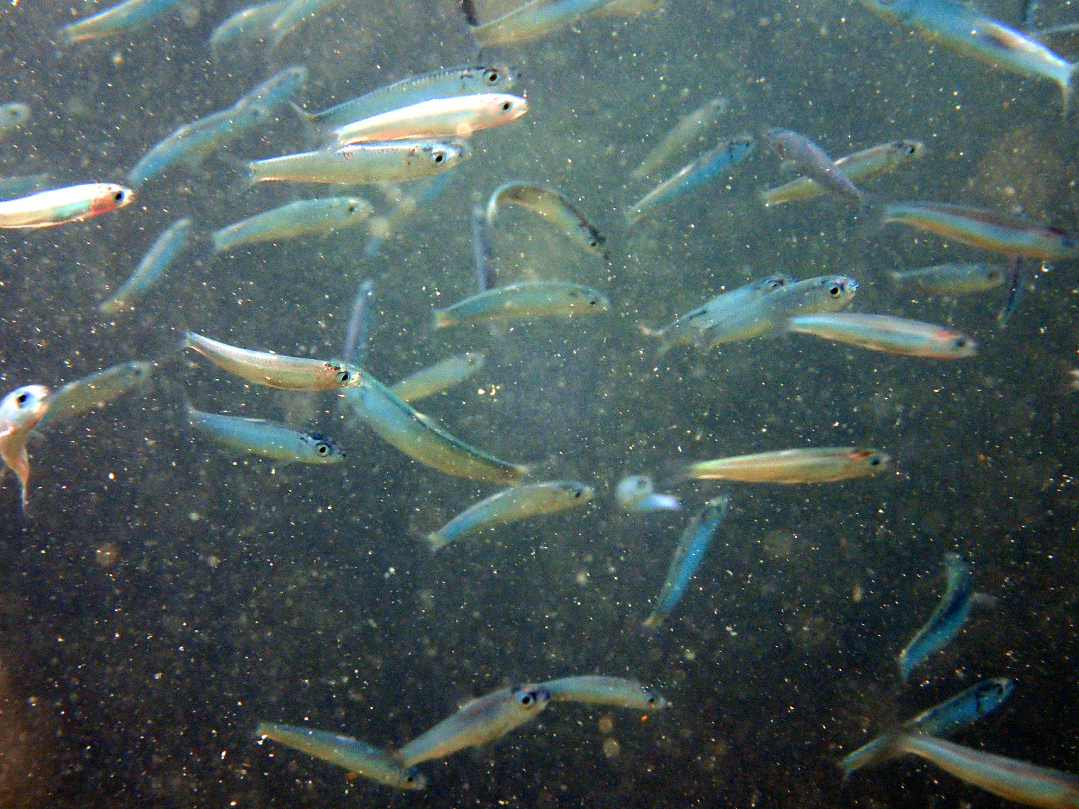 Poissons osseux