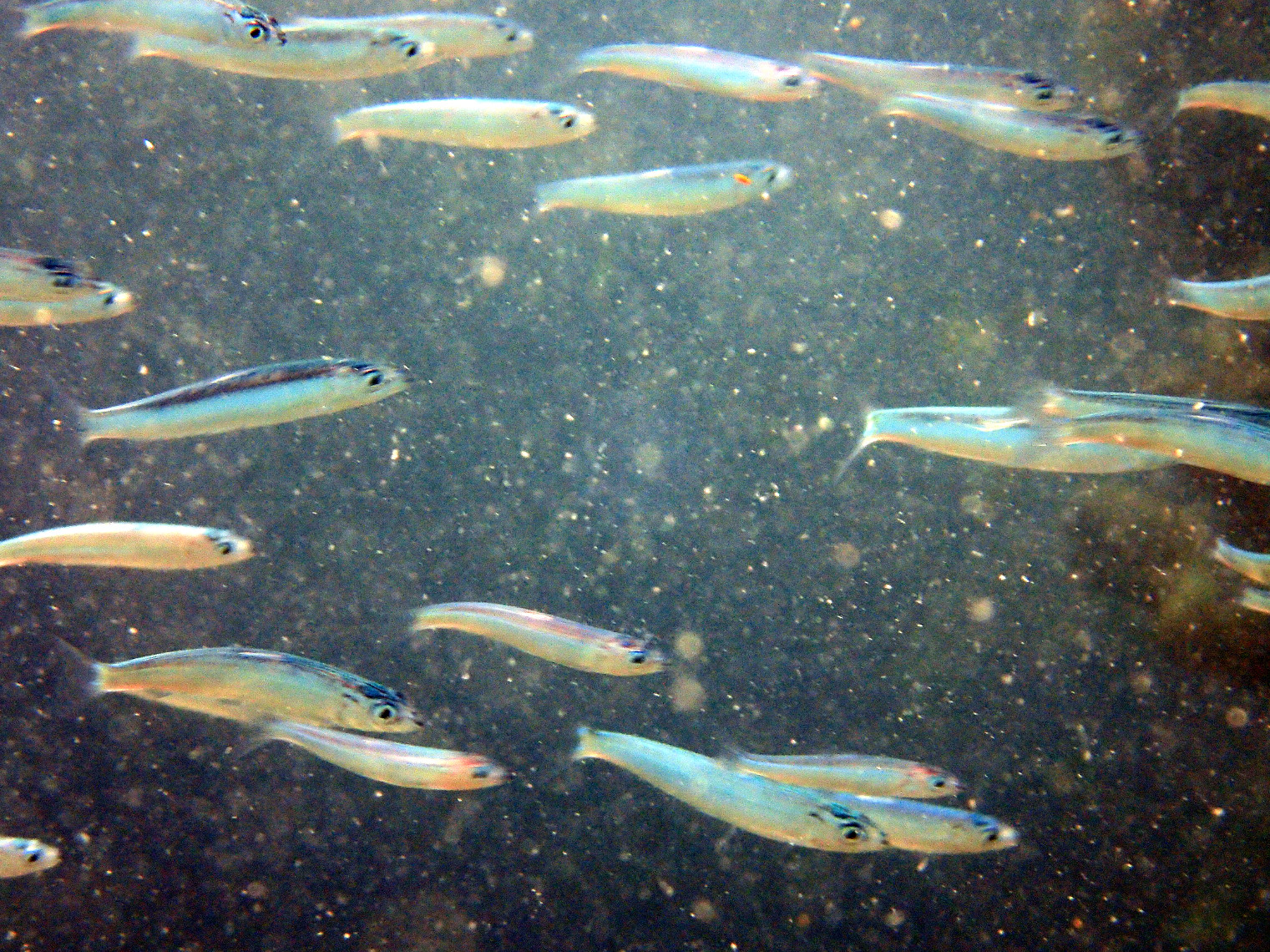 Poissons osseux