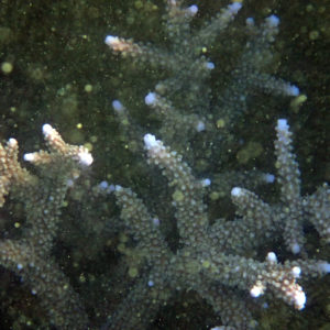 Cnidaires » Corail dur (scleractiniaire) » Acropora abrolhosensis