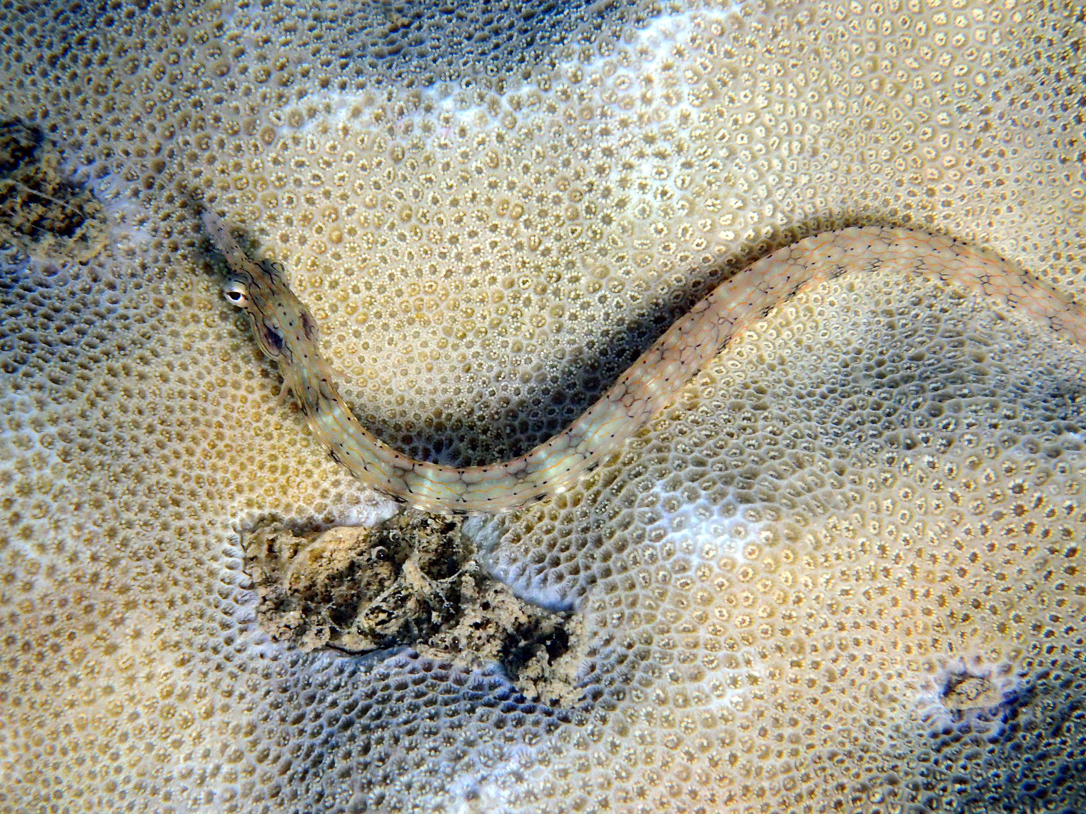 Corythoichthys haematopterus - Nouvelle-Calédonie, Nouméa, Baie des Citrons