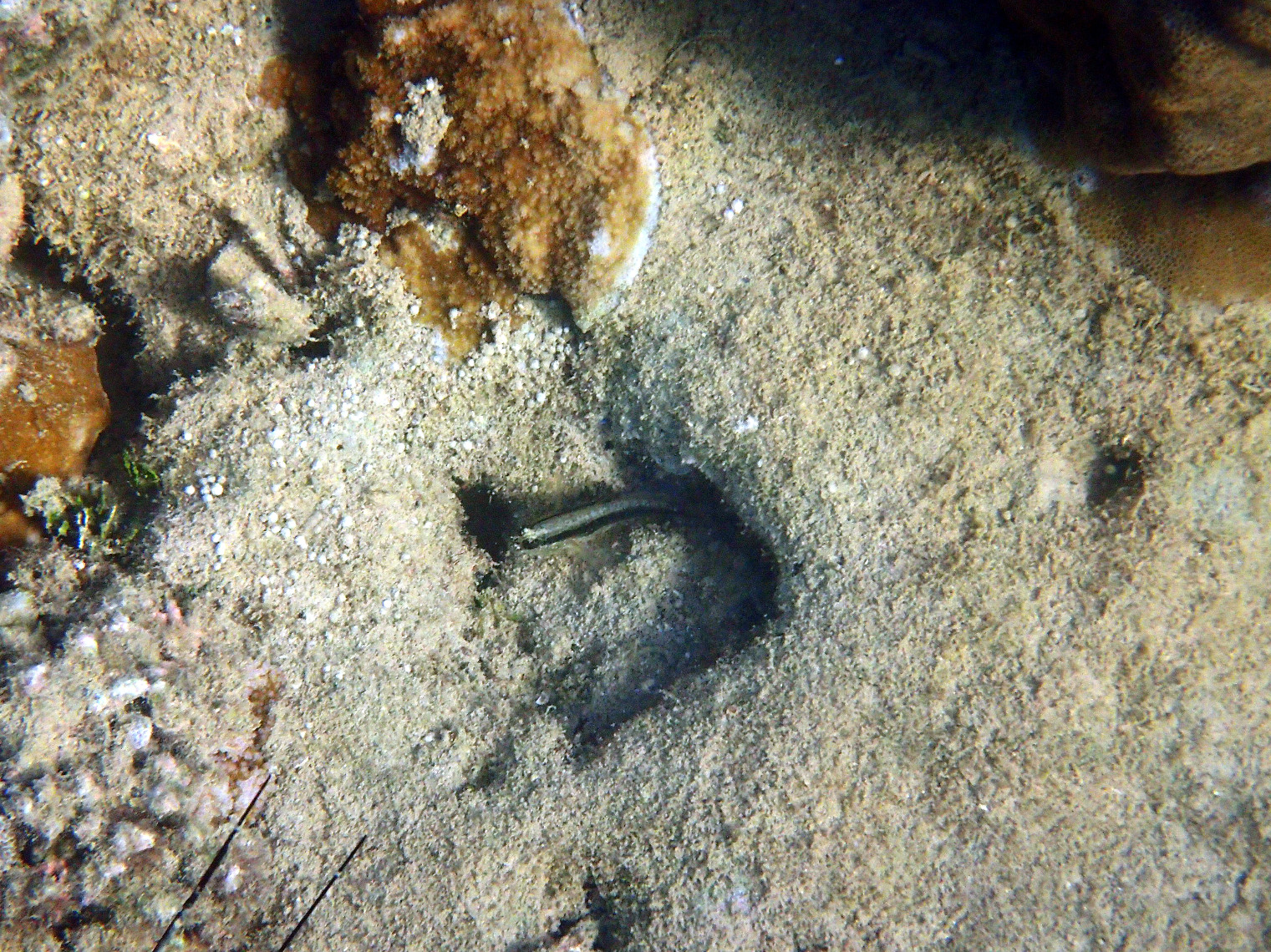 Poissons osseux