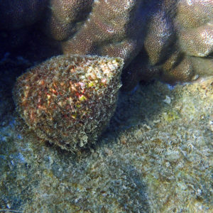 Mollusques » Gastéropode » Escargot marin (prosobranche) » Trocas » Tectus pyramis