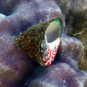Mollusques » Gastéropode » Escargot marin (prosobranche) » Trocas » Tectus pyramis
