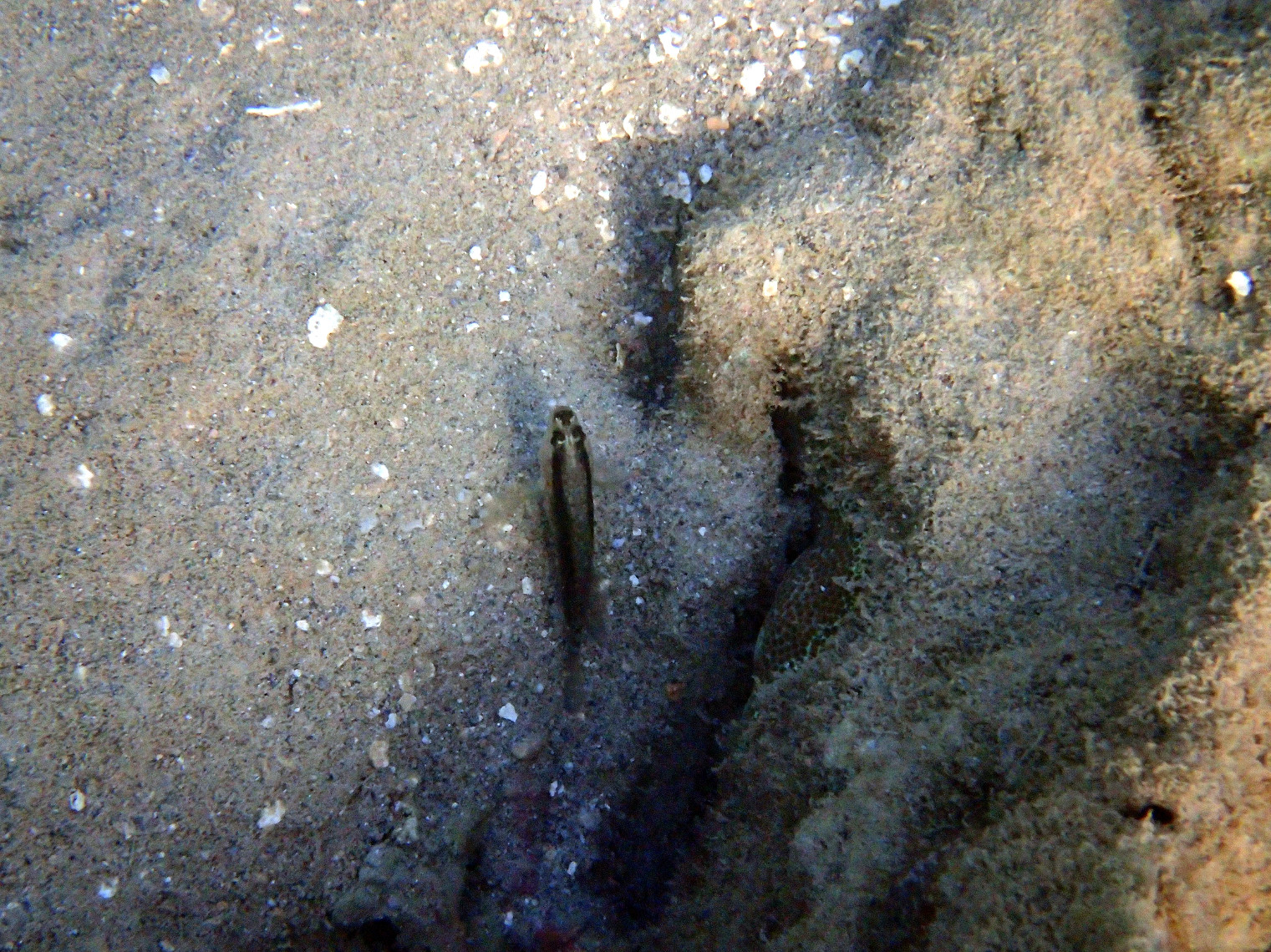 Poissons osseux