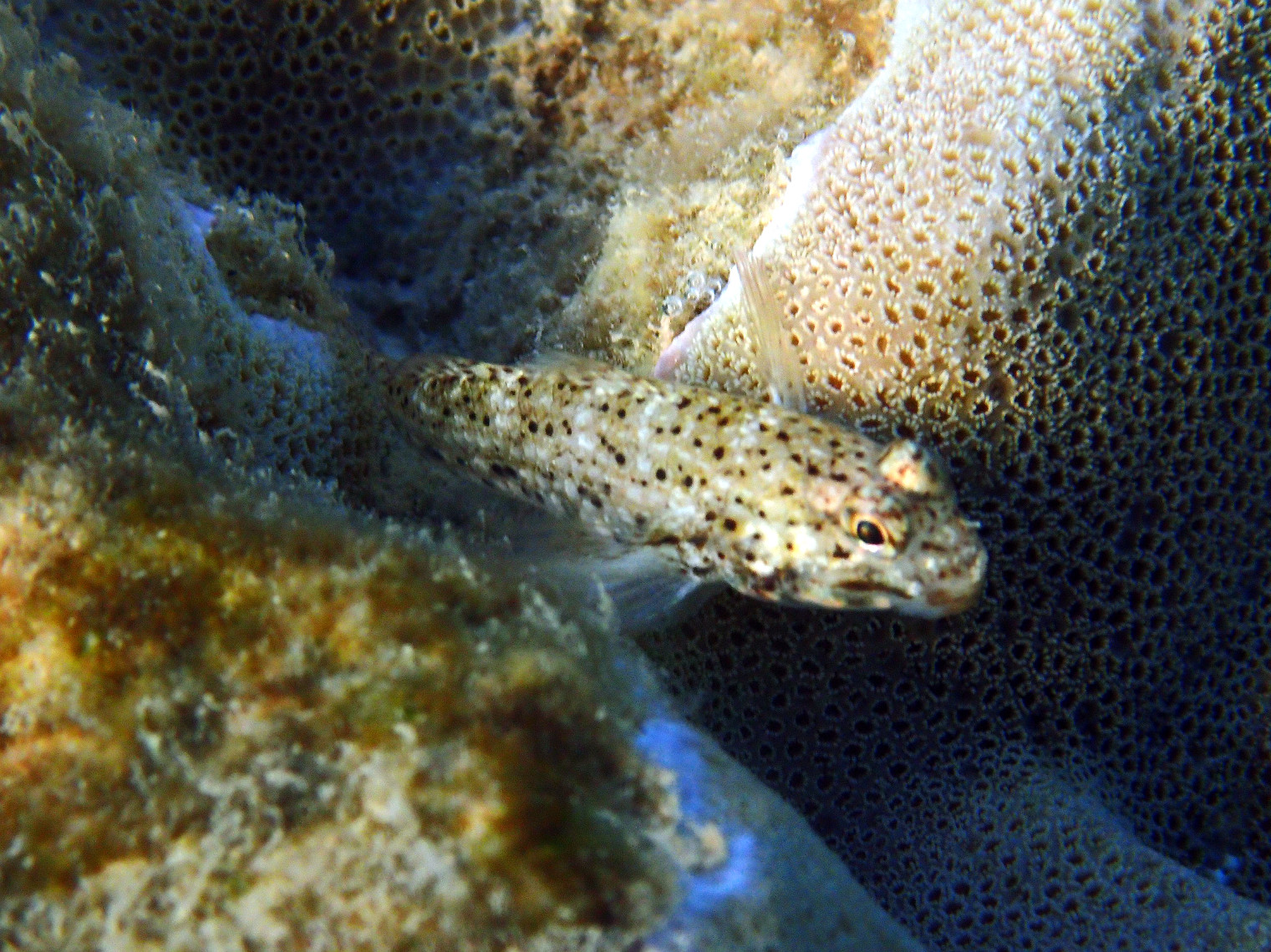 Istigobius decoratus - Nouvelle-Calédonie, Nouméa, Baie des Citrons